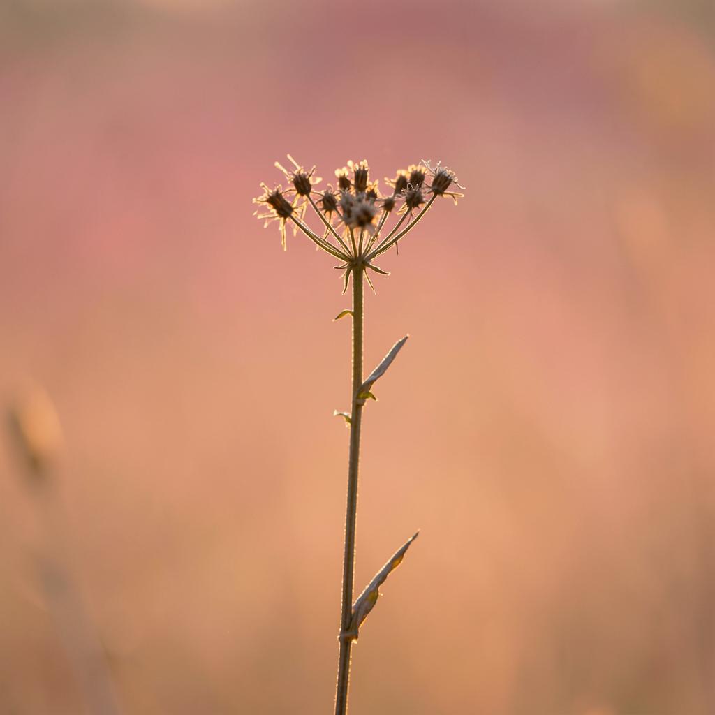 Flor silvestre iluminada por luz dorada sobre fondo rosa y naranja